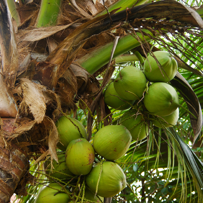 groene kokosnoten die op palm groeien