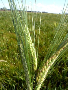 barleymax_growing_in_moree