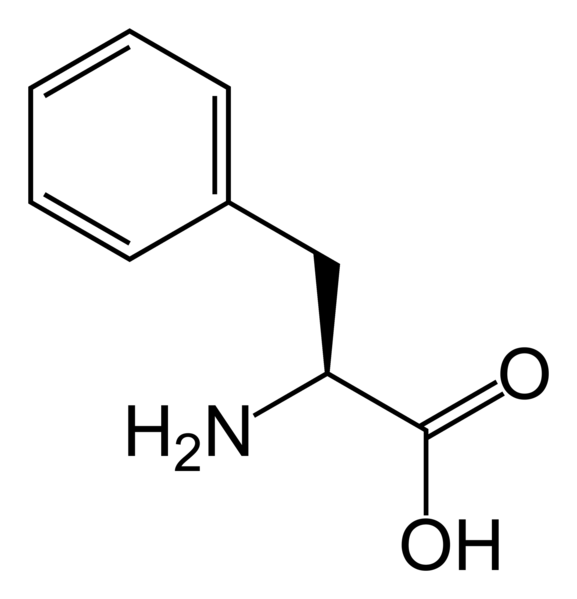 L-phenylalanine molecule