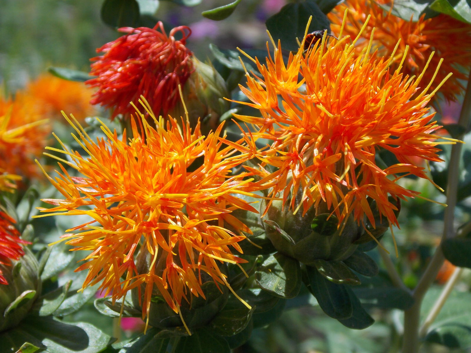 Flower Safflower