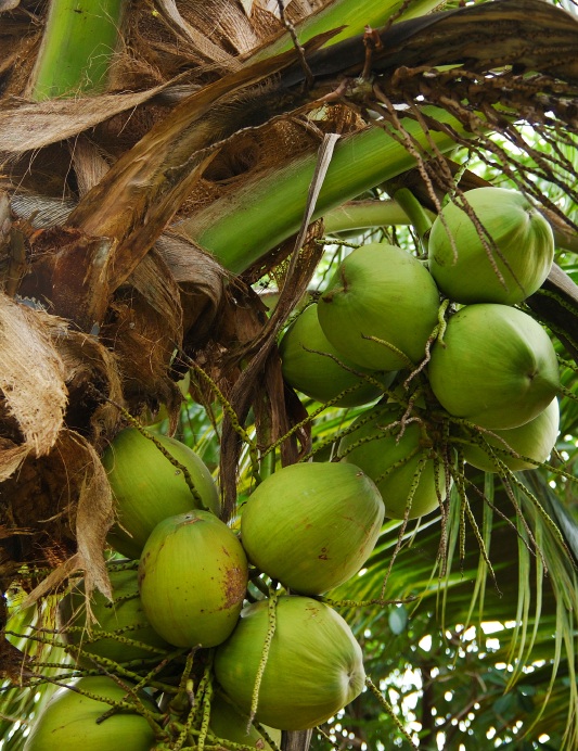 Coconuts green growing on palm cropped