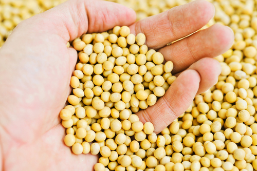 SoyBeans Hand SS 175750763