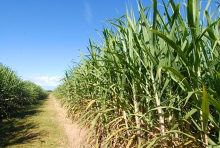 Sugar cane growing