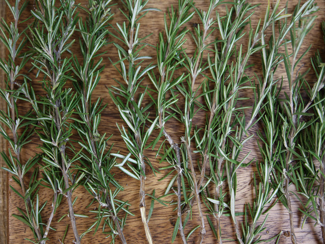 Rosemary fresh aligned on board