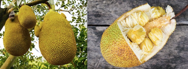 Sumo citrus – don't judge this fruit by its 'cover'! - Catherine Saxelby's  Foodwatch