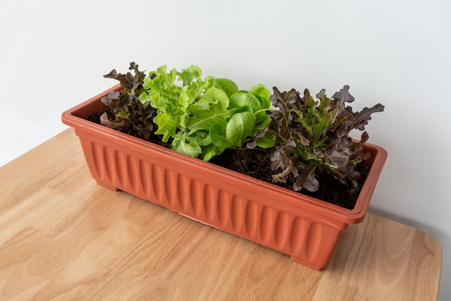 Organic vegetable in orange plastic pot or home planting on wooden table. Container vegetables gardening.