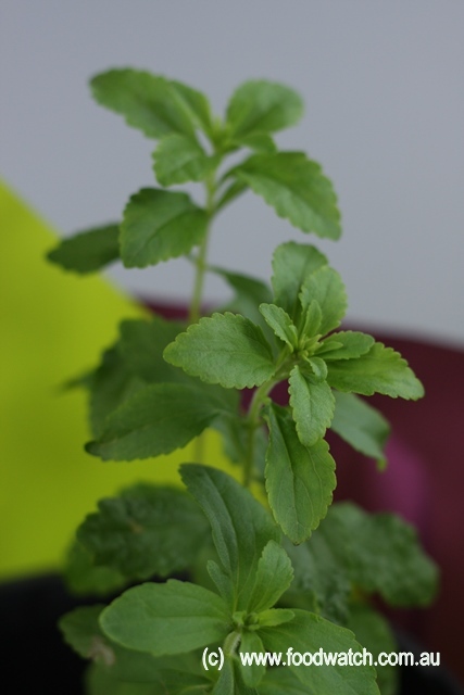 Stevia plant pot final