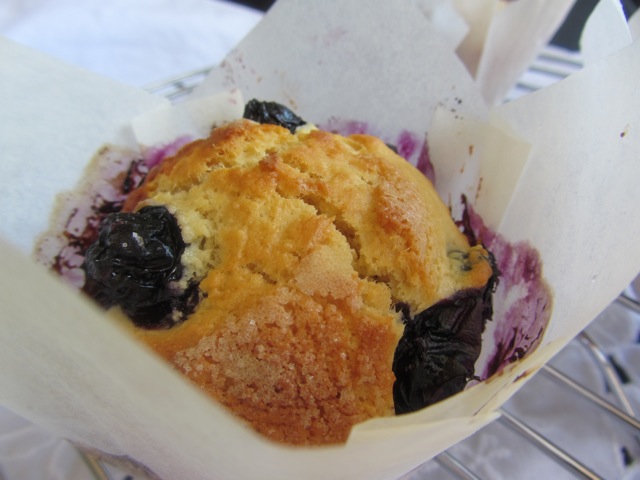 Blueberry_muffin_Lizzy