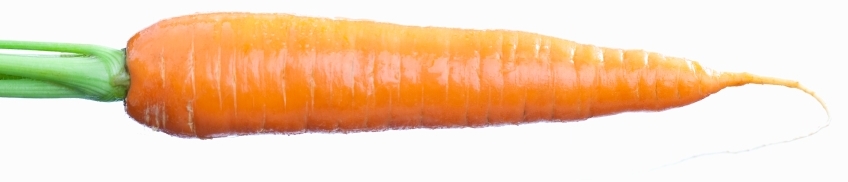 Carrot Long onWhite Small