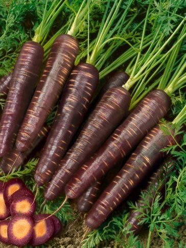 purple carrots