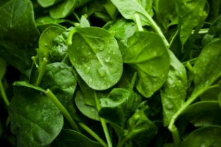 spinach_leaves_xs